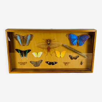 Frame butterflies and grasshopper naturalized vintage object of curiosity