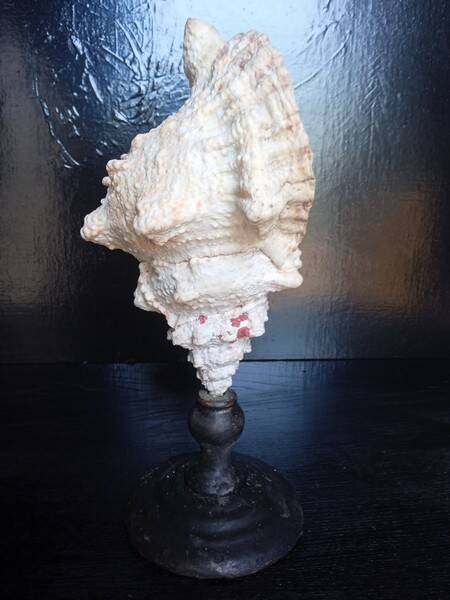 Cabinet of Curiosities 33cm Tutufa Bubo Shell on base