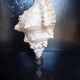 Cabinet of Curiosities 33cm Tutufa Bubo Shell on base
