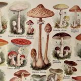 Lithograph on mushrooms from 1921