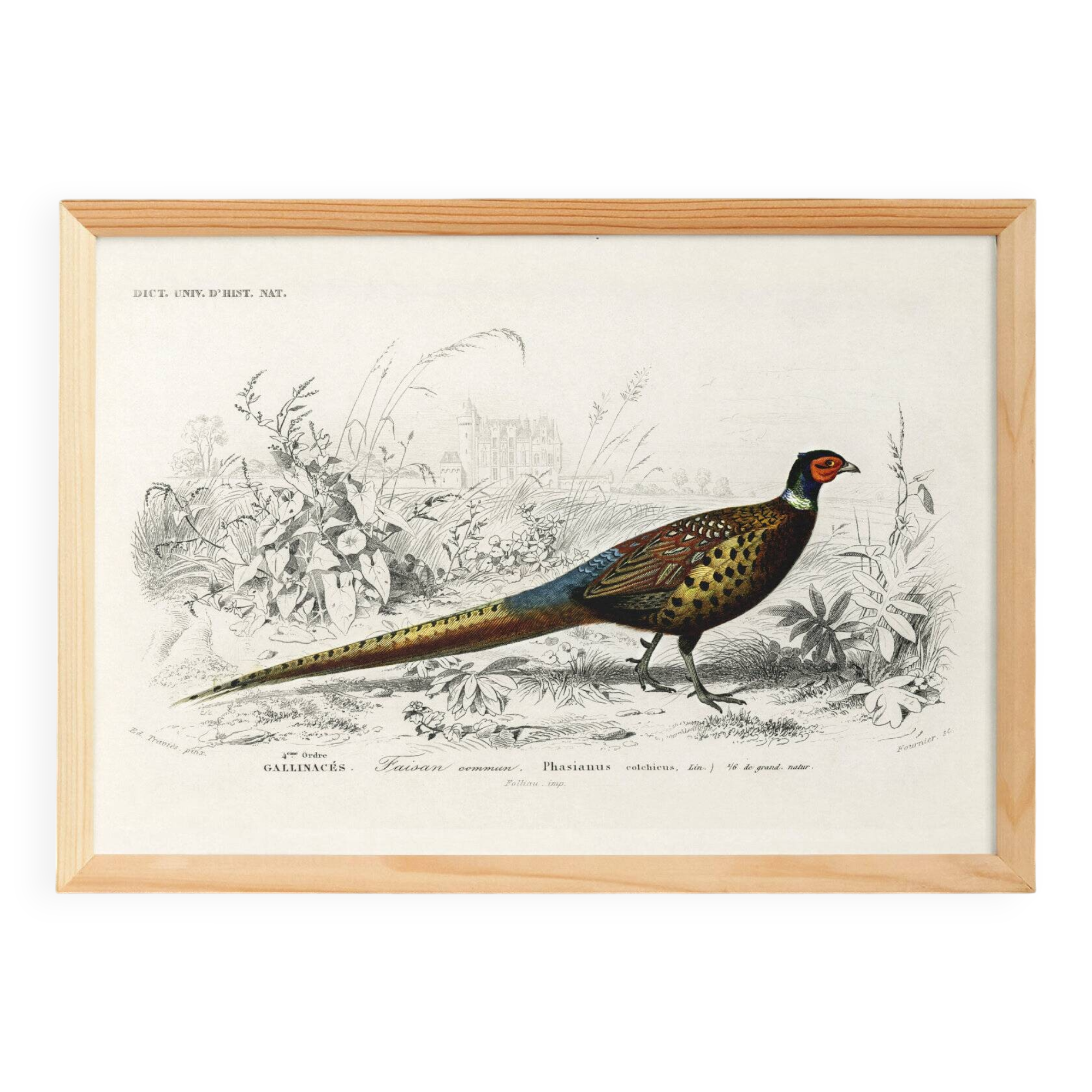 Poster about the Pheasant, based on an old engraving from 1849.