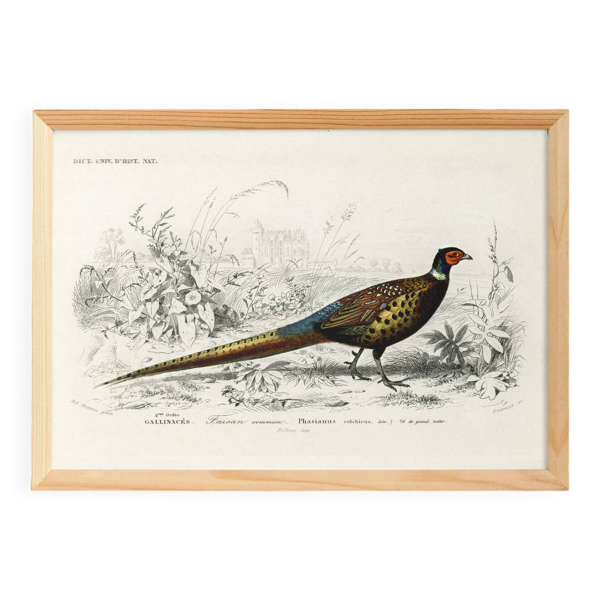 Affiche sur le Faisan, d’après une gravure ancienne de 1849.