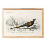 Poster about the Pheasant, based on an old engraving from 1849.