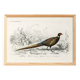 Poster about the Pheasant, based on an old engraving from 1849.