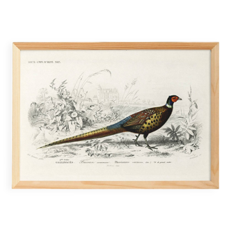 Poster about the Pheasant, based on an old engraving from 1849.