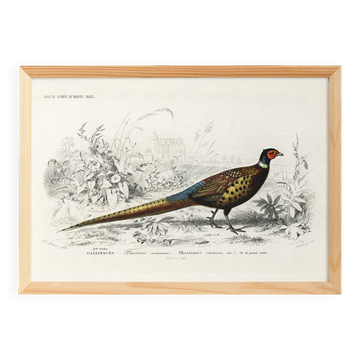 Affiche sur le Faisan, d’après une gravure ancienne de 1849.