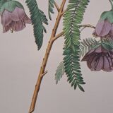 Spaendoncea tamarandifolia