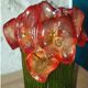 Pair of vintage bakelite vases resembling tulips – 1940s/50s