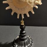Cabinet of Curiosities shell stellaria solaris on base