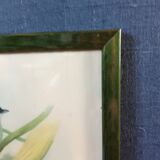 Botanical bird engraving