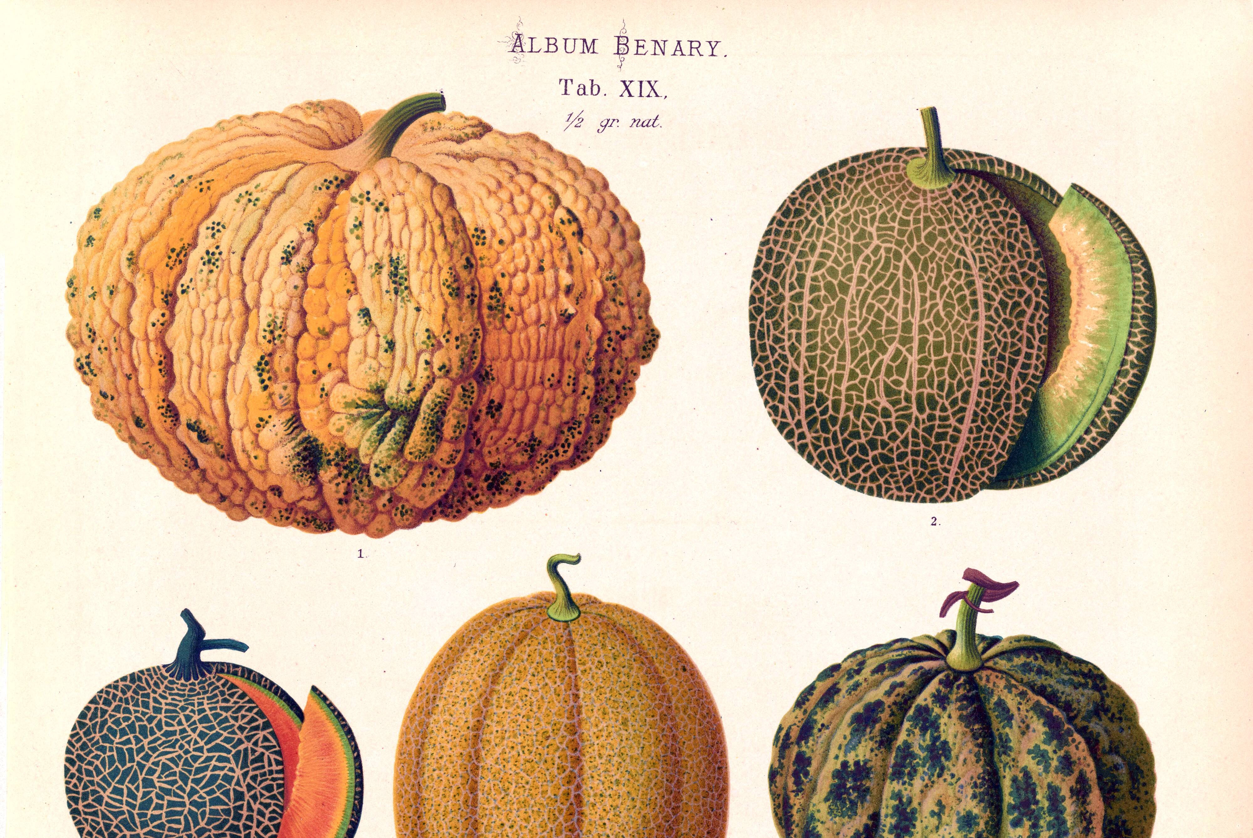 Poster about melons, based on an old engraving from 1886.