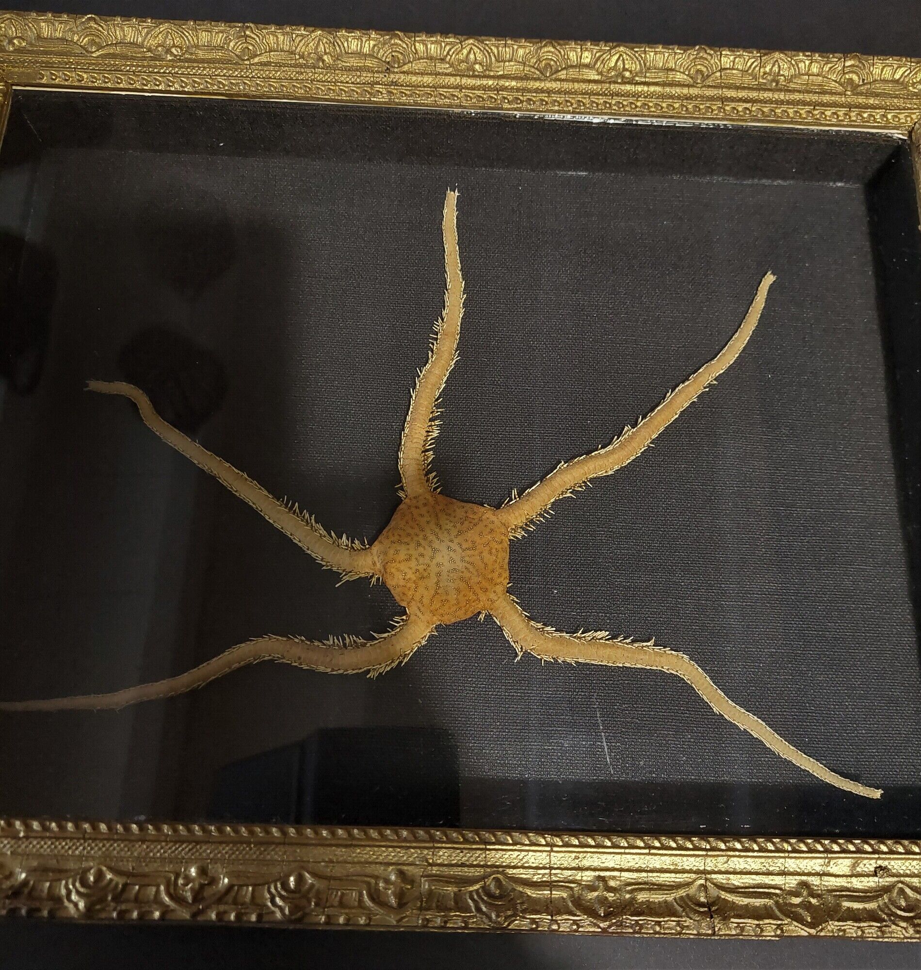 Natural History cabinet of curiosities frame with ophiiure ophiacantha vivipara