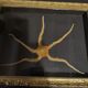 Natural History cabinet of curiosities frame with ophiiure ophiacantha vivipara
