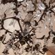 Lustre en bronze doré et cristal taillé, milieu XIXe siècle