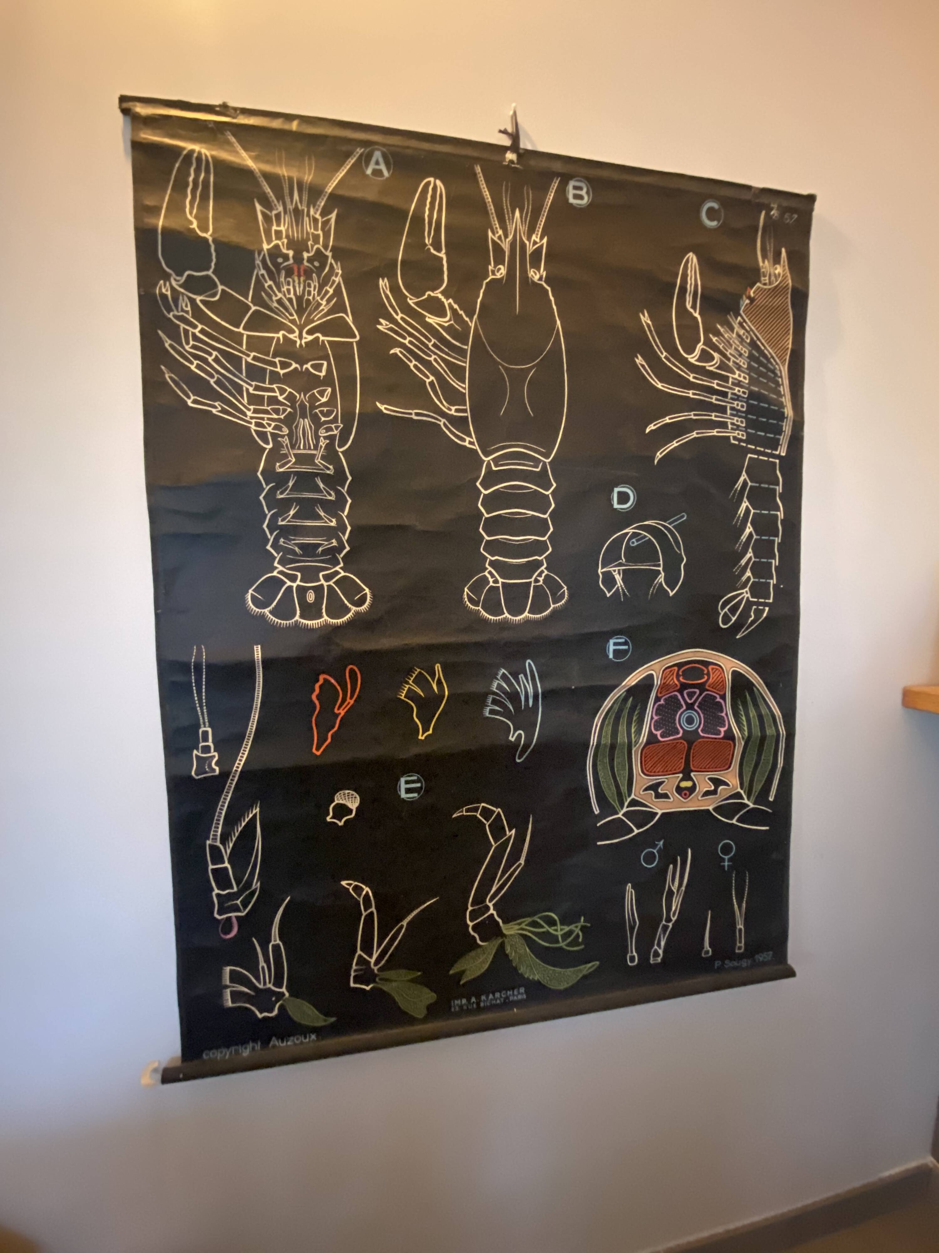 Poster Dr Auzoux, Paul Sougy 1957, No. L THE CRAYFISH