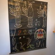 Poster Dr Auzoux, Paul Sougy 1957, No. L THE CRAYFISH