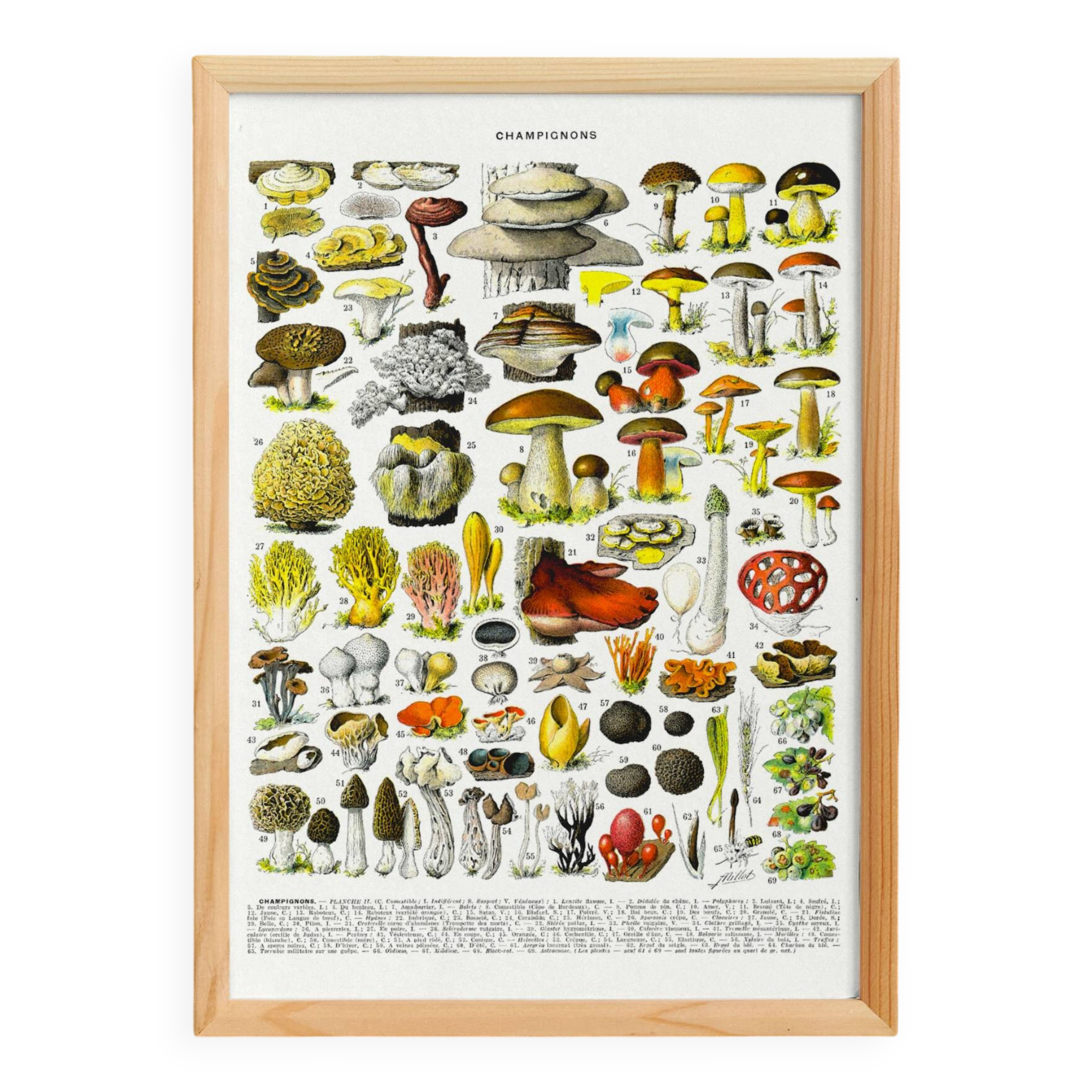 Poster on mushrooms "ceps", from a lithograph from 1928