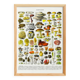 Poster on mushrooms "ceps", from a lithograph from 1928