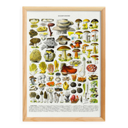 Poster on mushrooms "ceps", from a lithograph from 1928