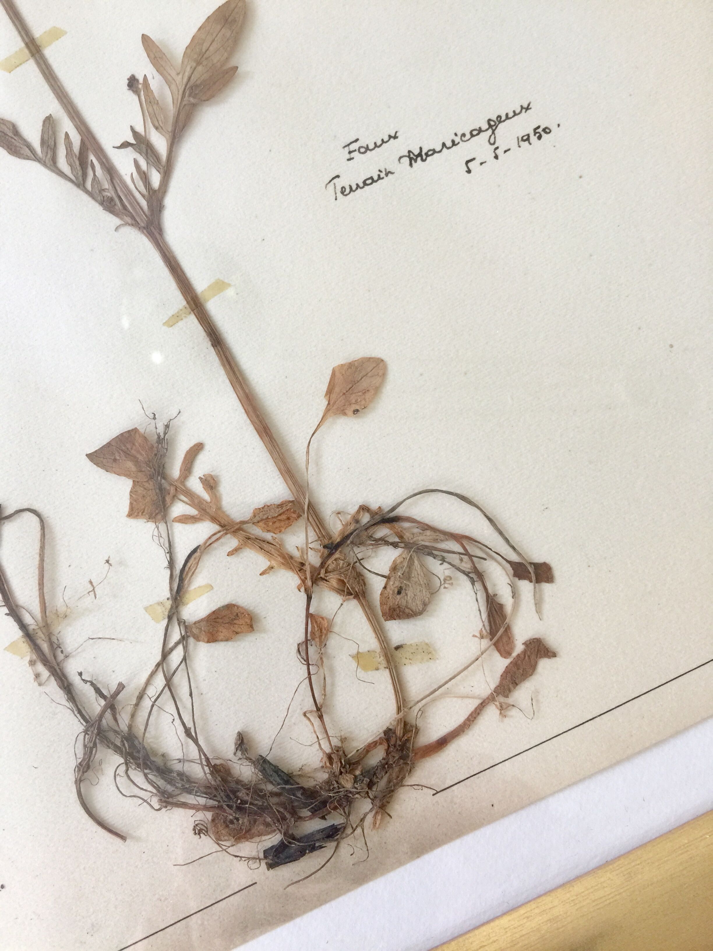 6 planches herbier datant de 1950 Provenance Belgique
