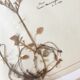 6 planches herbier datant de 1950 Provenance Belgique