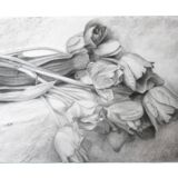 Dibujo de tulipanes a carbono sobre papel. Flowers sketch.