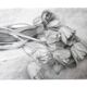 Dibujo de tulipanes a carbono sobre papel. Flowers sketch.