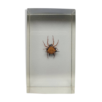 Resin inclusion insect - ZAMBIAN THORN SPIDER Curiosity - No. 11