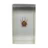 Resin inclusion insect - ZAMBIAN THORN SPIDER Curiosity - No. 11