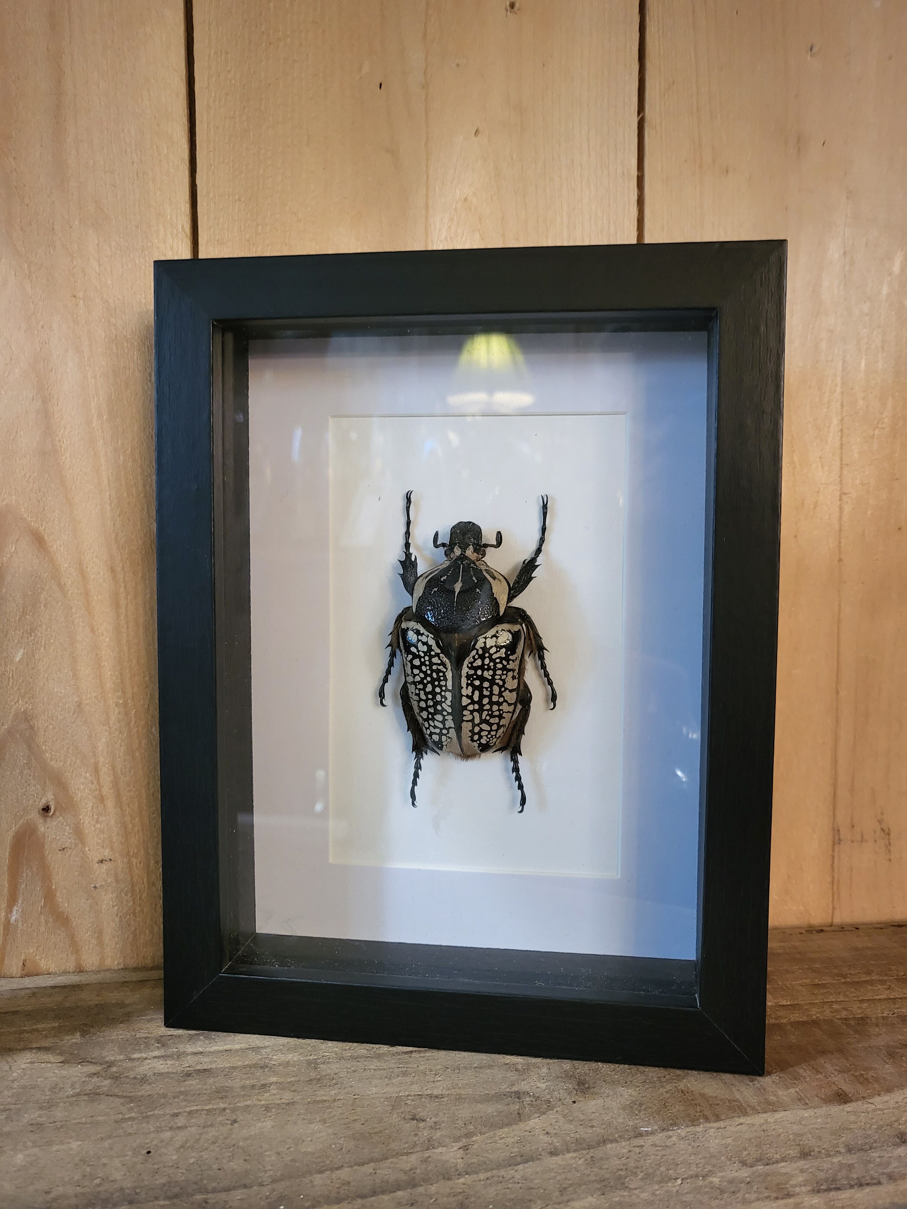 Goliathus entomology