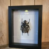 Goliathus entomology