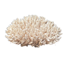 White coral, 70s