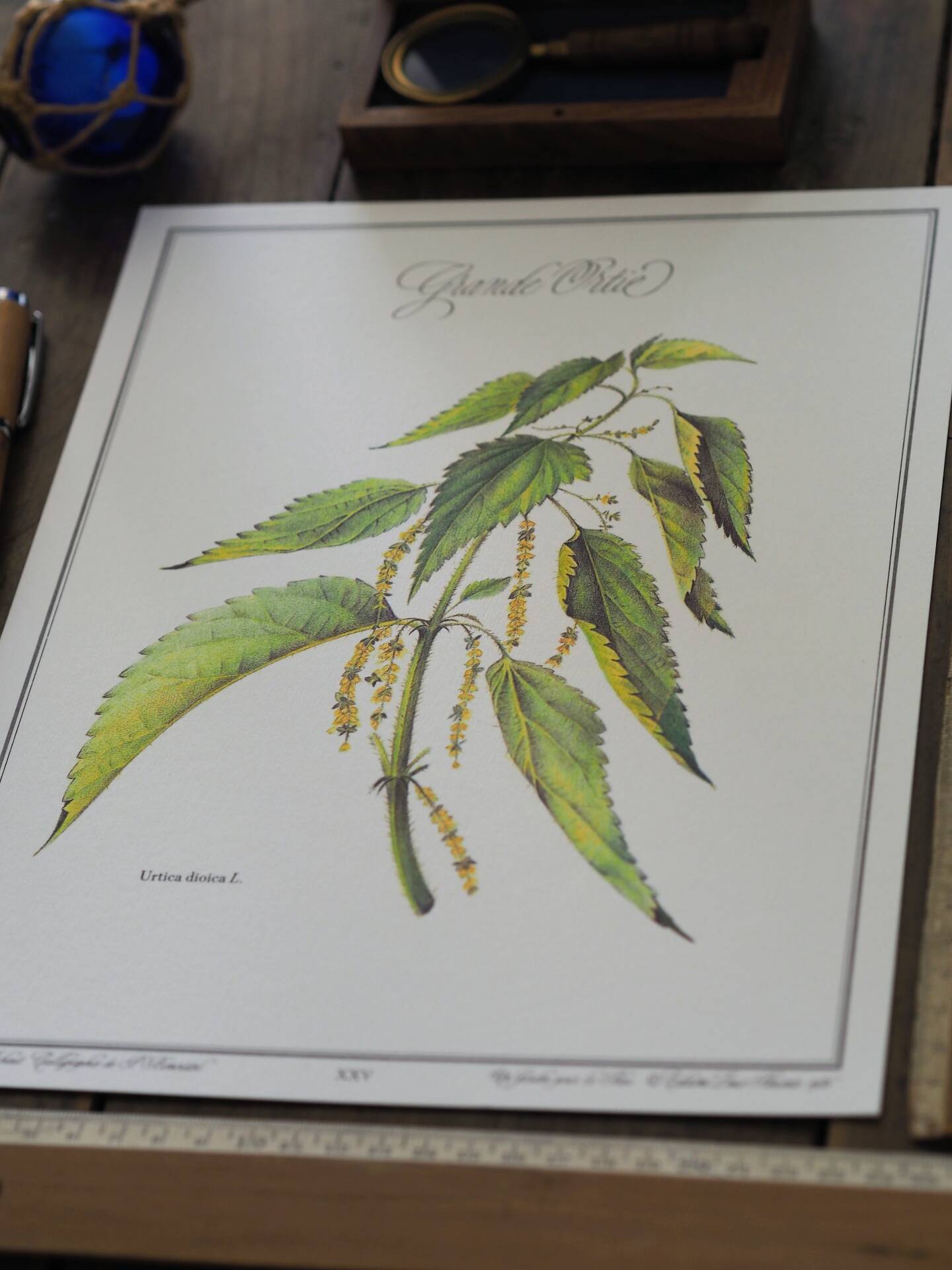 La Grande Ortie, illustration imprimée en 1986. Botanique Vintage.