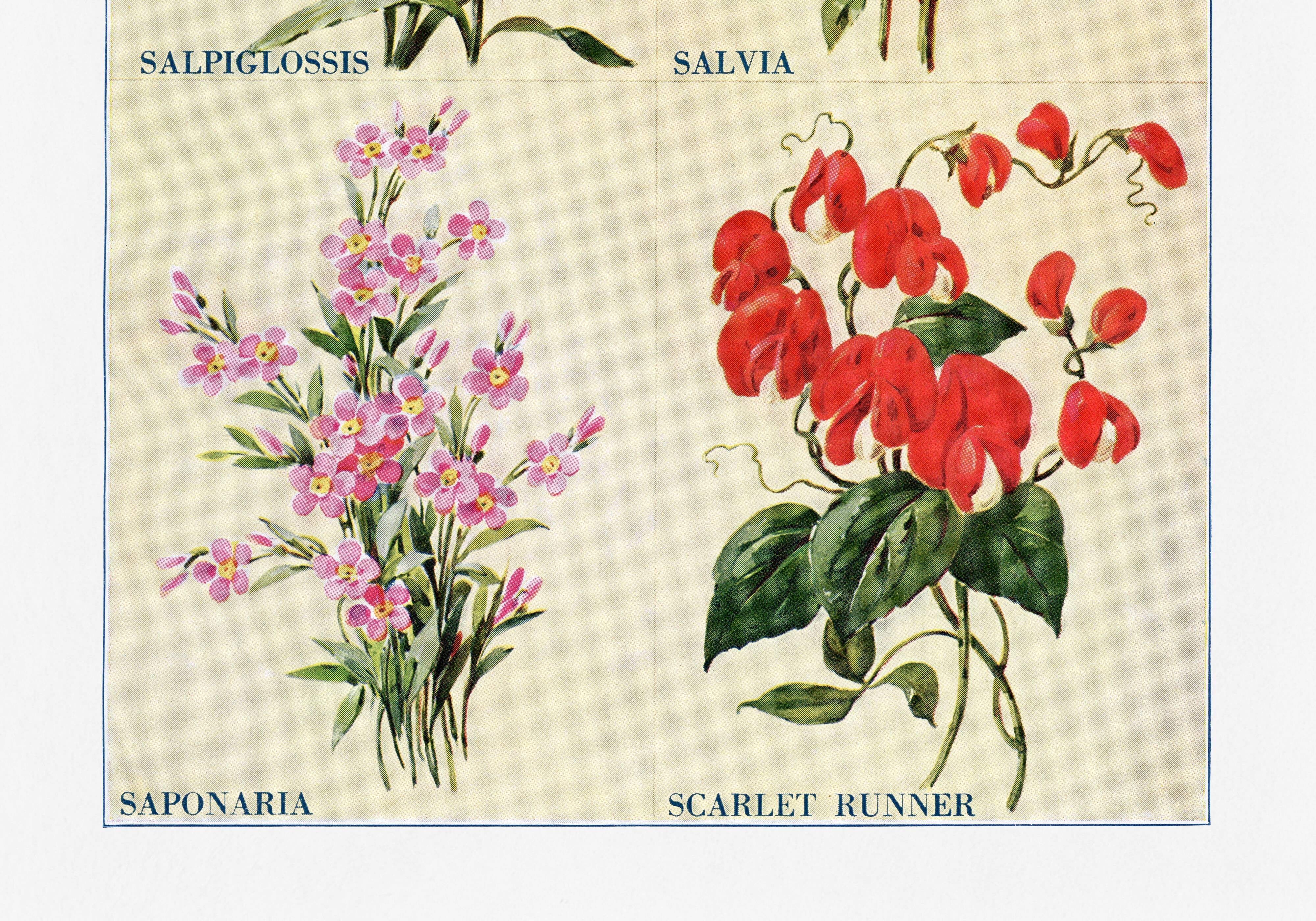 Poster about sage, soapwort, and tiger's mouth