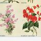 Poster about sage, soapwort, and tiger's mouth