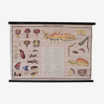 Vintage educational chart