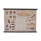 Vintage educational chart
