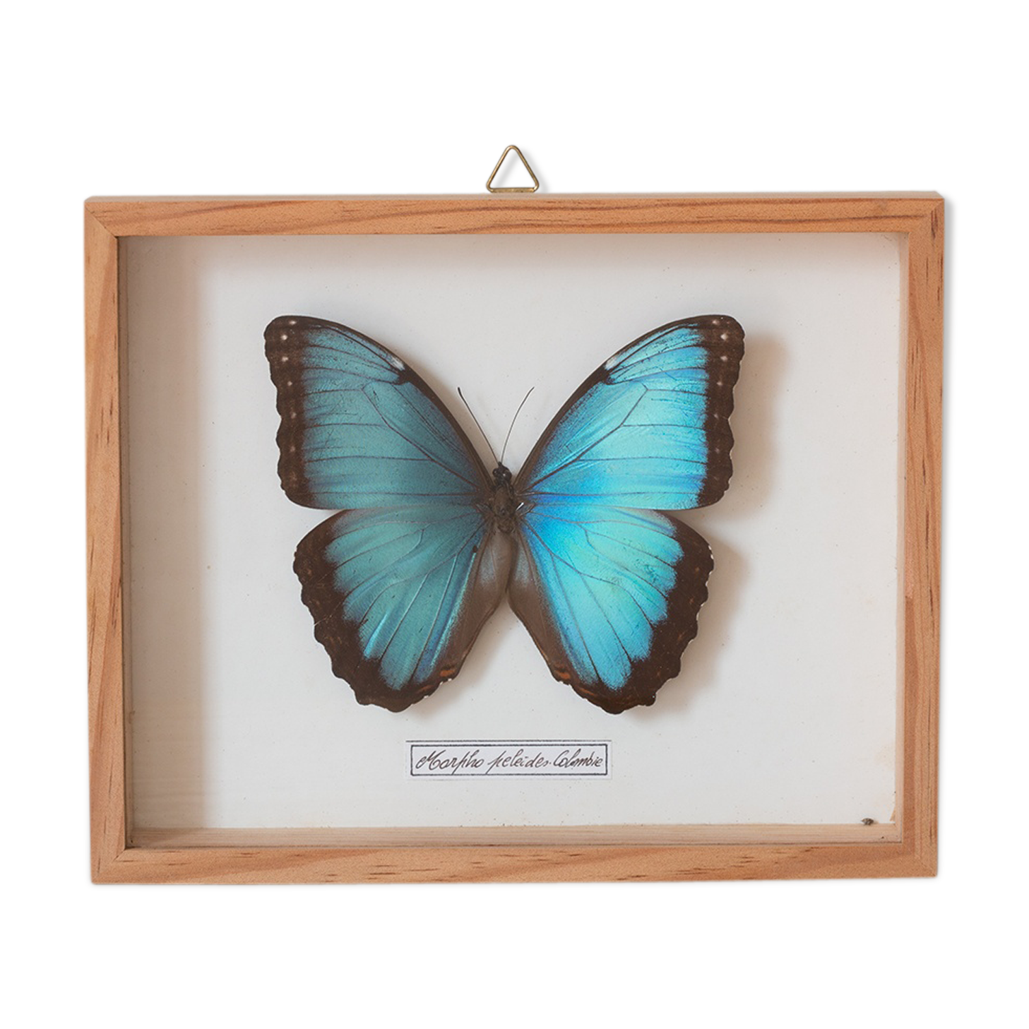Framed butterfly