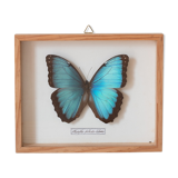 Framed butterfly