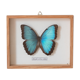 Papillon encadré