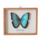 Papillon encadré