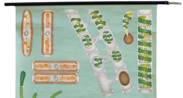 Affiche de l’école de Jung-Koch-Quentell, algue, 1974