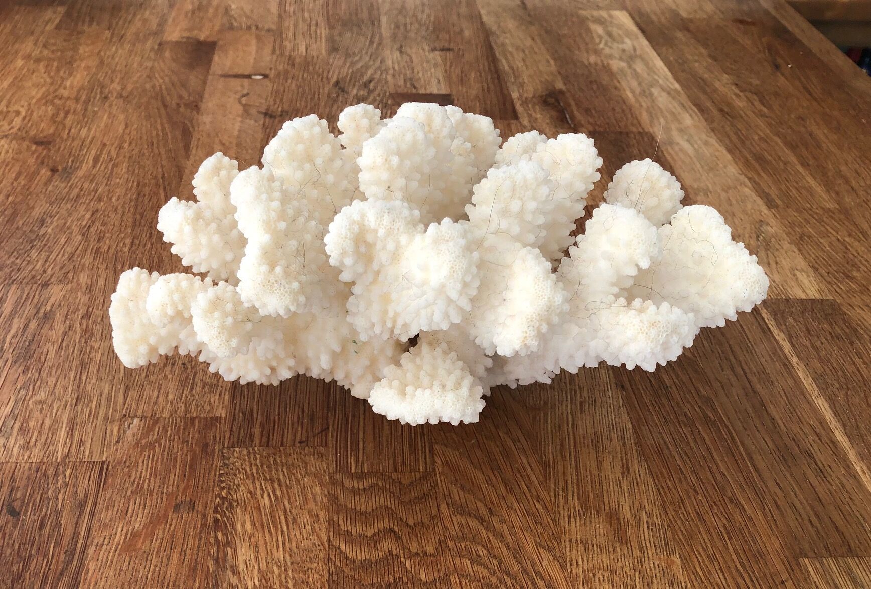 Cluster white coral