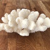 Cluster white coral
