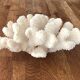 Corail blanc grappe