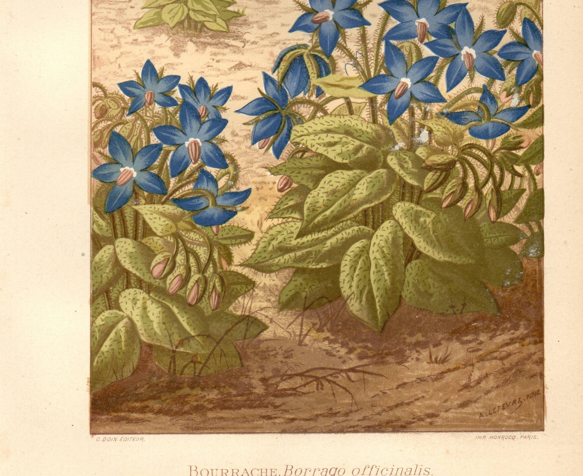 Gravure ancienne 1889 - Bourrache par Lefevre. Lithographie fleur botanique