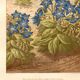 Antique engraving 1889 - Borage by Lefevre. Botanical flower lithograph