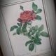 Litho Rosier Pont