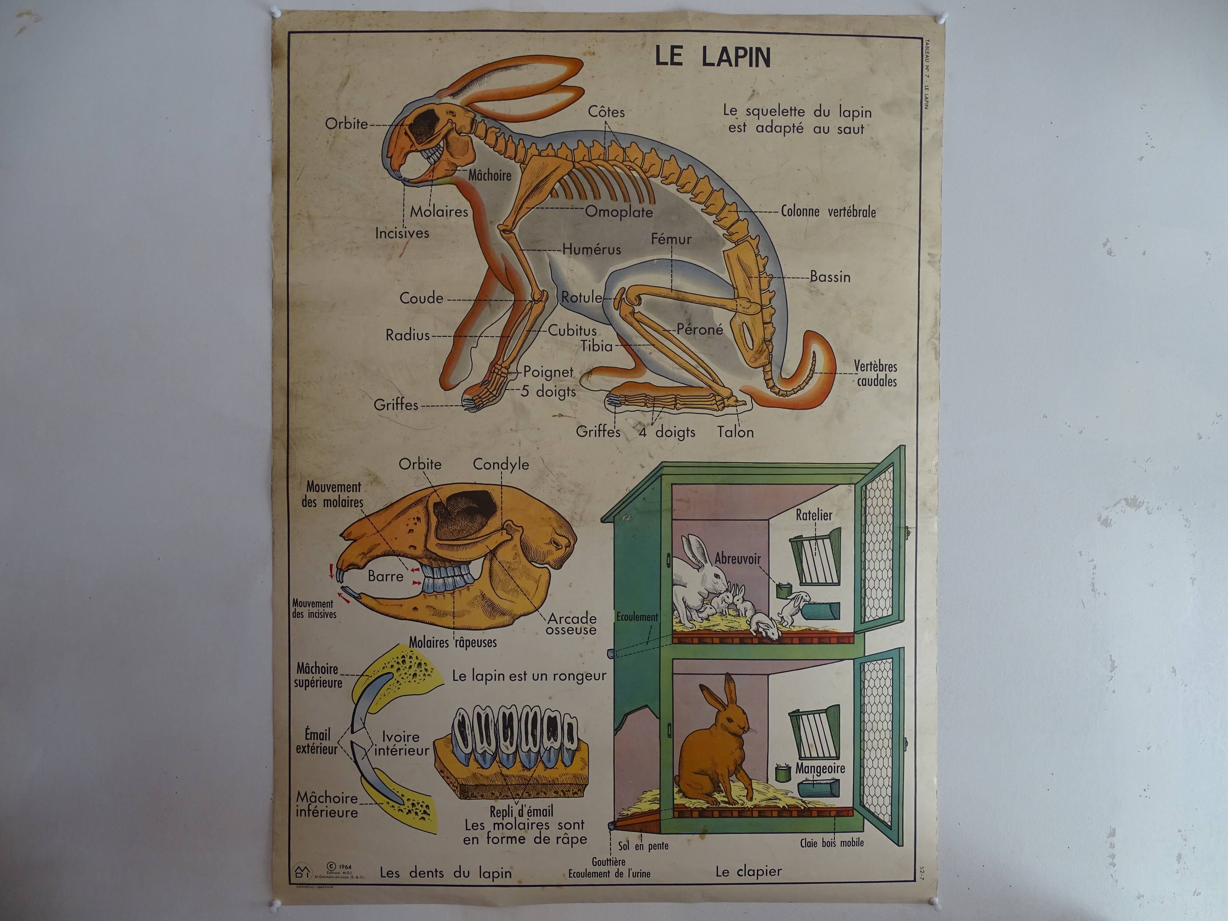 School poster on both sides anatomy insectivores and rabbit. MDI.1964