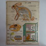 School poster on both sides anatomy insectivores and rabbit. MDI.1964